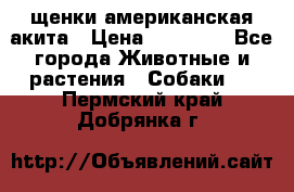 щенки американская акита › Цена ­ 30 000 - Все города Животные и растения » Собаки   . Пермский край,Добрянка г.